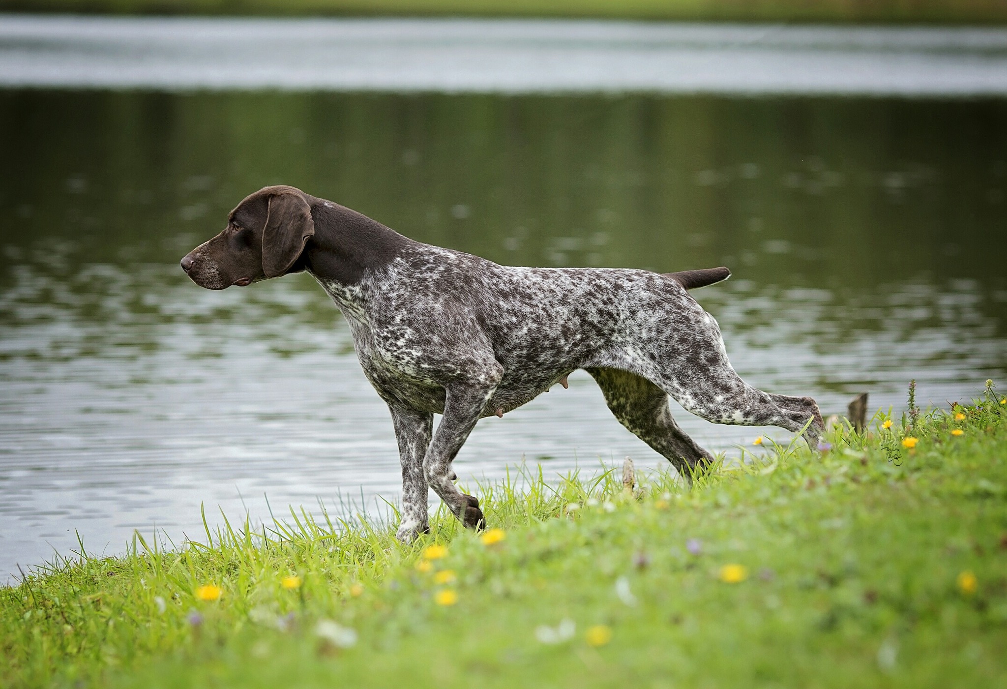 Belac German Shorthaired Pointers Reg’d