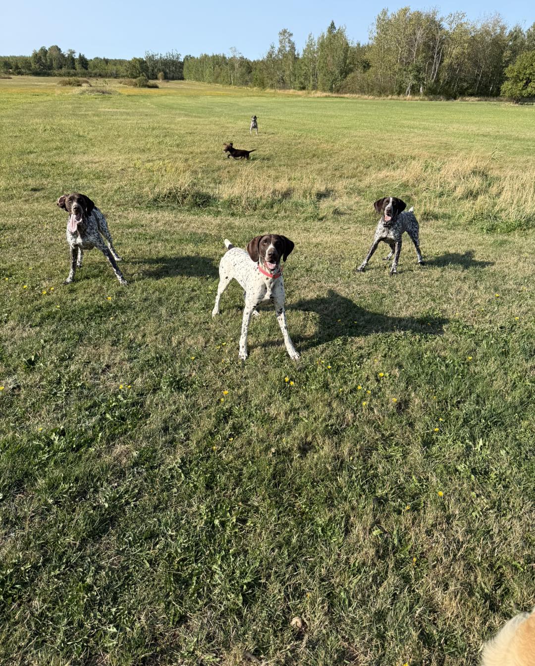 Belac German Shorthaired Pointers Reg’d 2