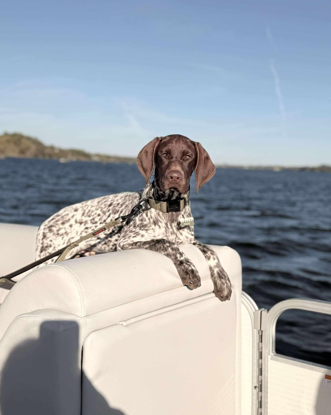 Belac German Shorthaired Pointers Reg’d 3