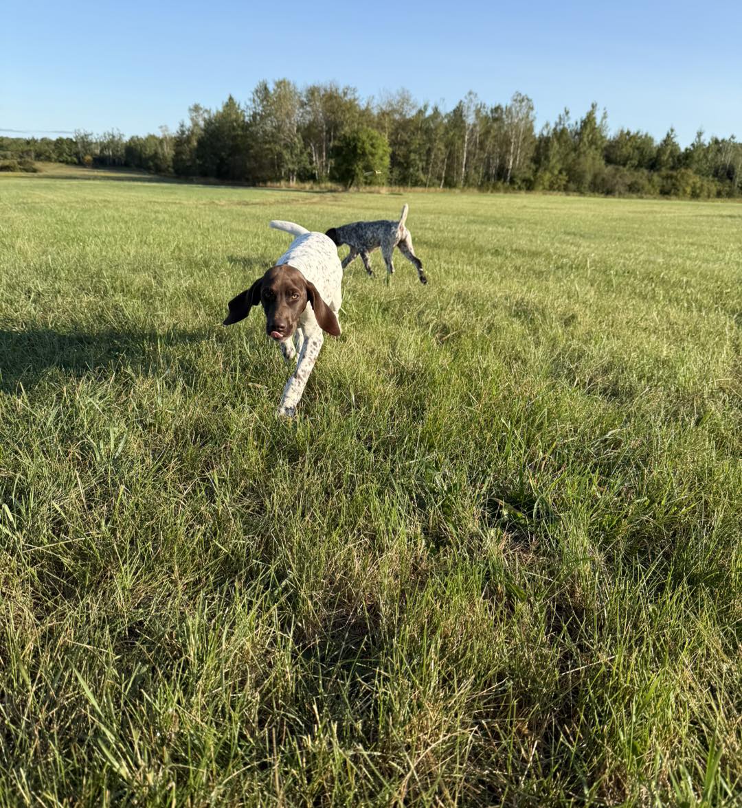 Belac German Shorthaired Pointers Reg’d 5