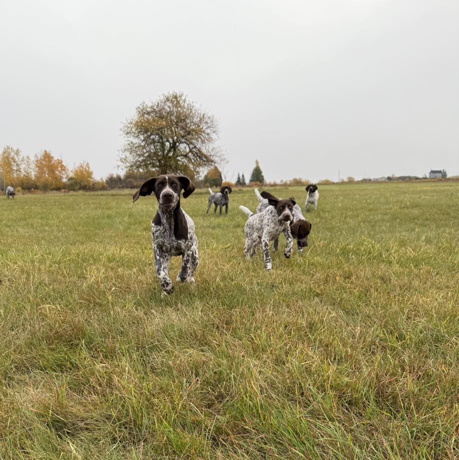 Belac German Shorthaired Pointers Reg’d 6