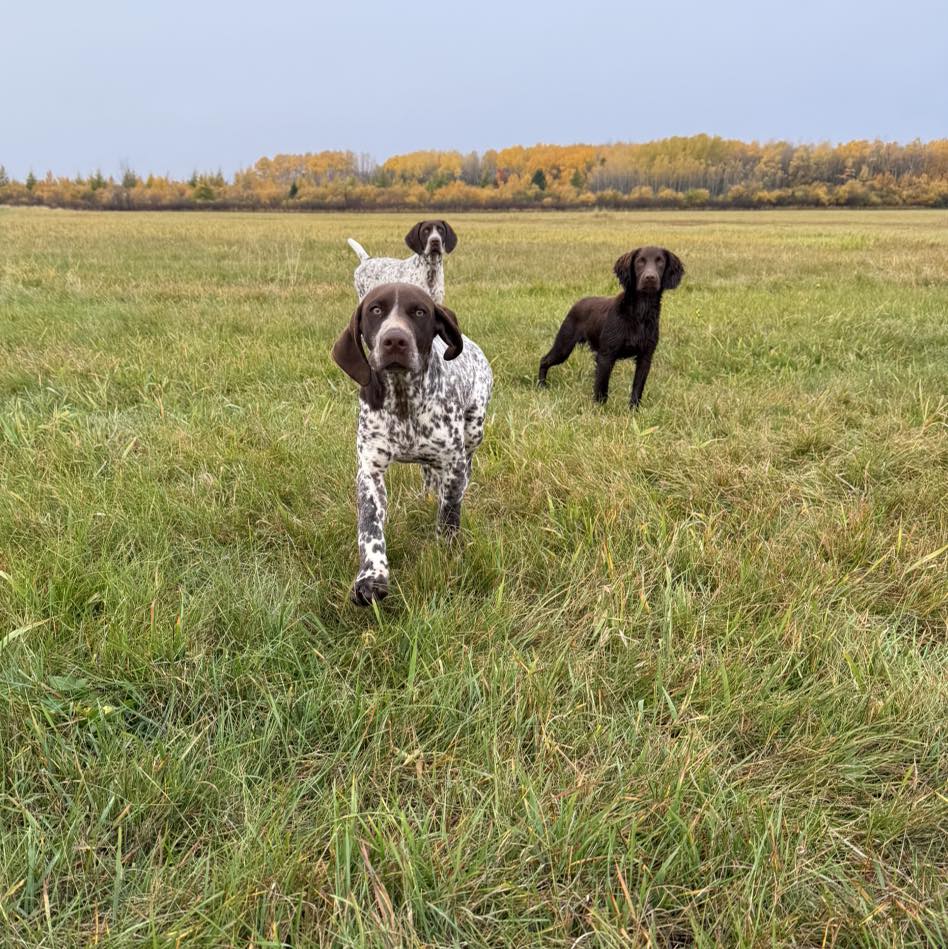 Belac German Shorthaired Pointers Reg’d 7
