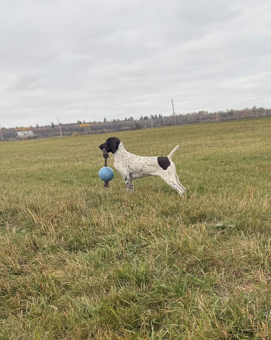 Belac German Shorthaired Pointers Reg’d 8