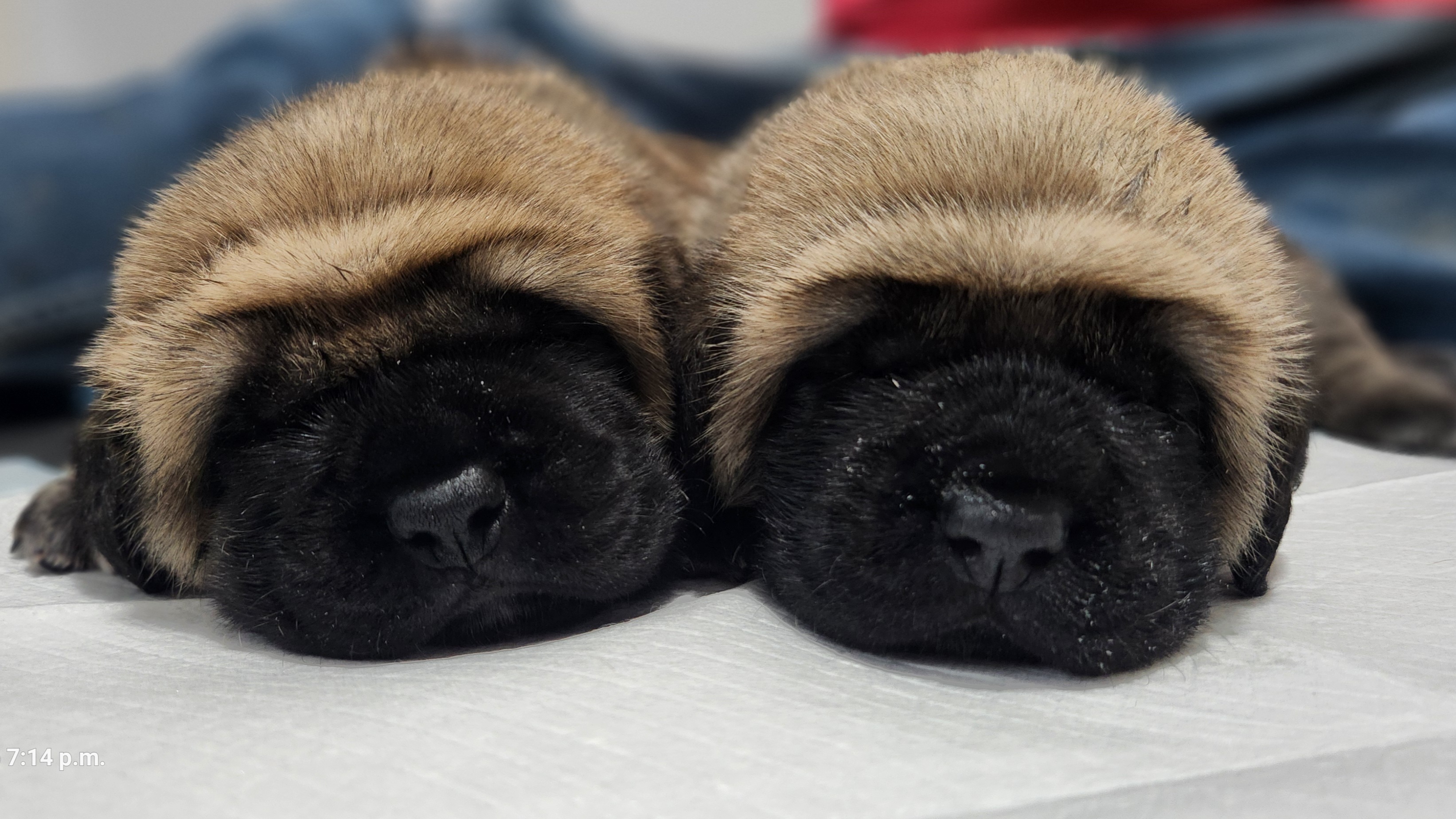 Crucible Mastiffs