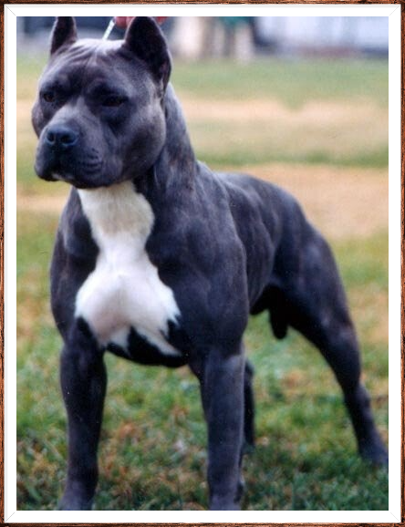 Highwood Kennel