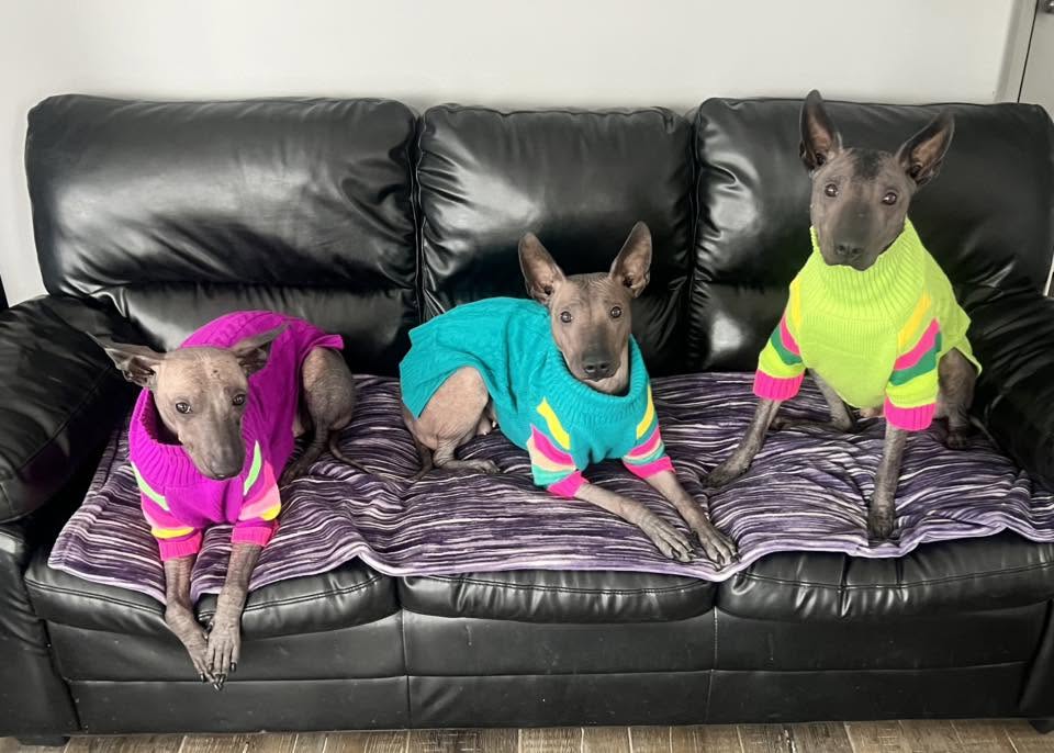 MysticBlu’s Xoloitzcuintli
