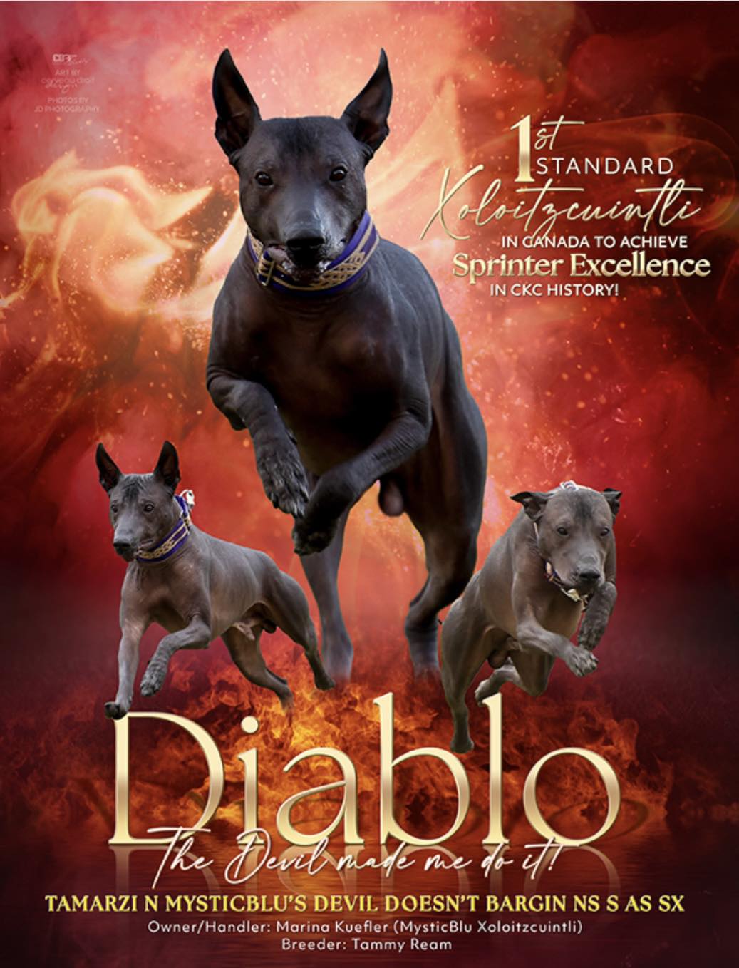 MysticBlu’s Xoloitzcuintli