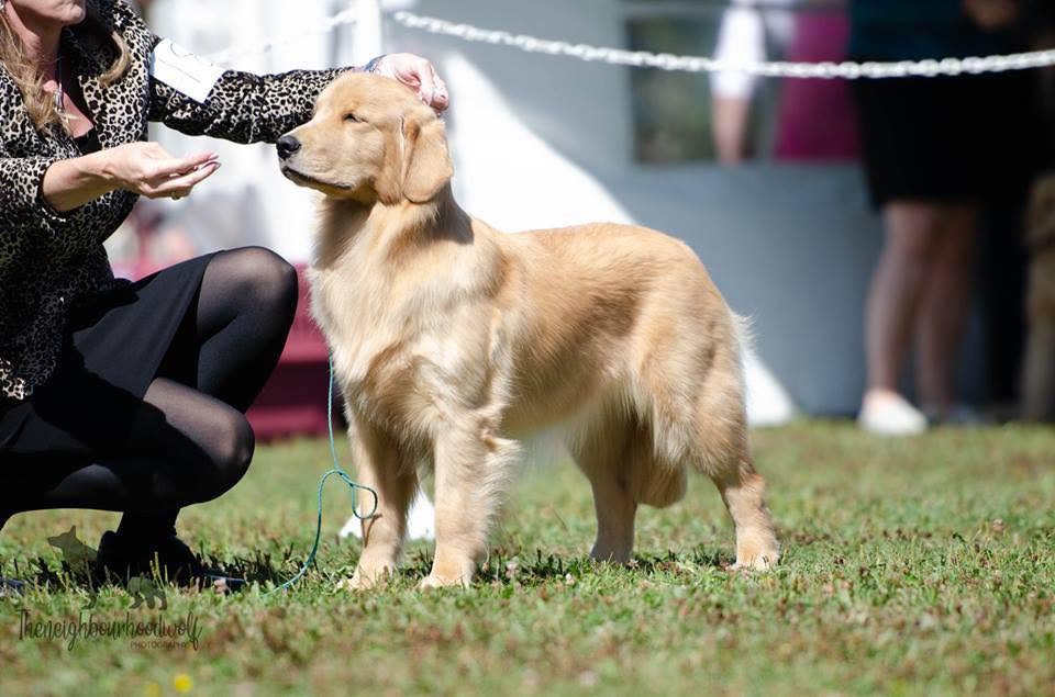 Mermaid Golden Retriever