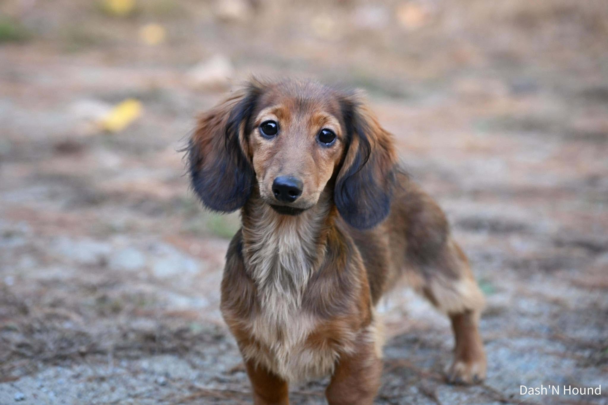 Vastaya dachshunds