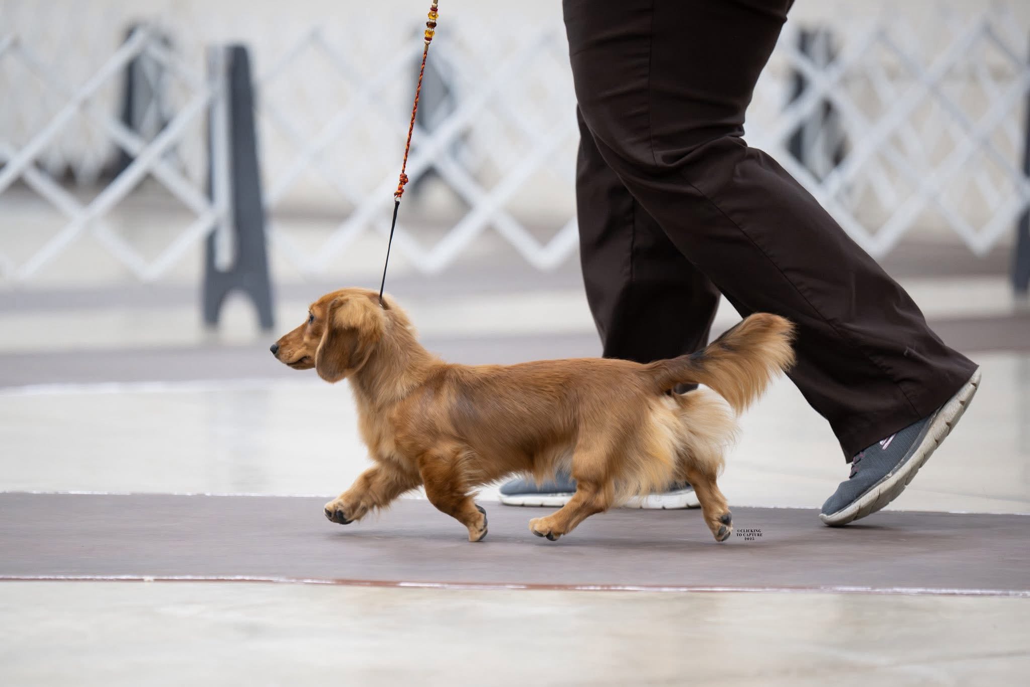 Vastaya dachshunds