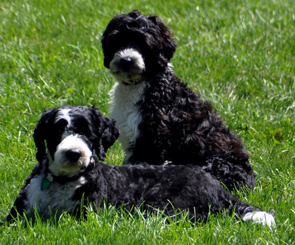 Endless River Portuguese Water Dogs