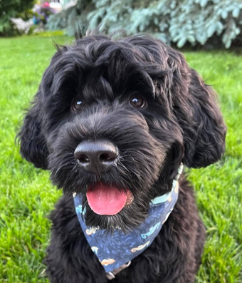 Endless River Portuguese Water Dogs