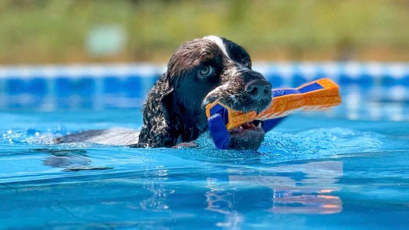 Bounce English Springer Spaniels