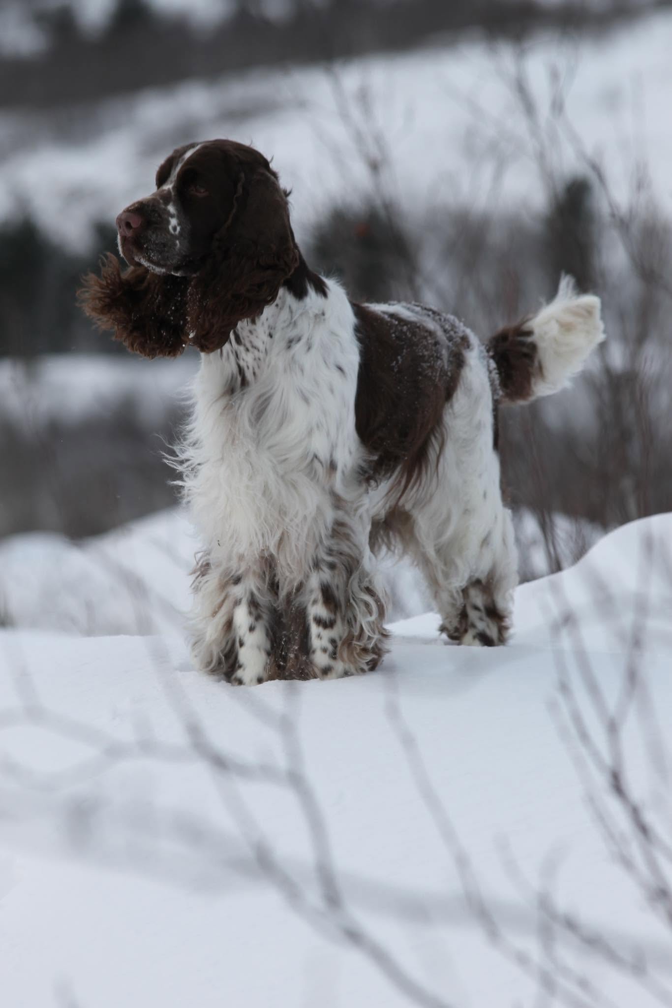Bounce English Springer Spaniels