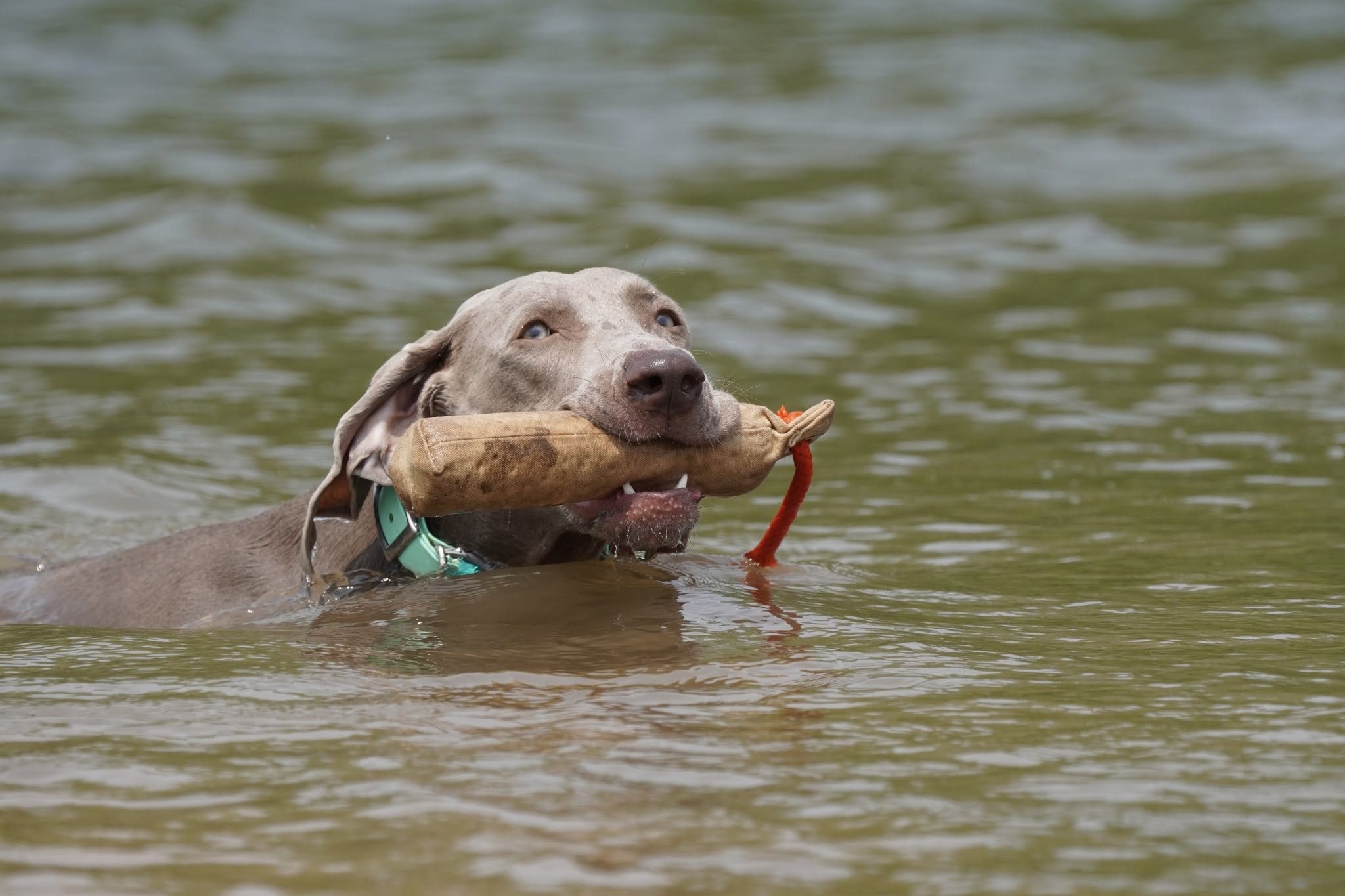Wynder Weimaraners