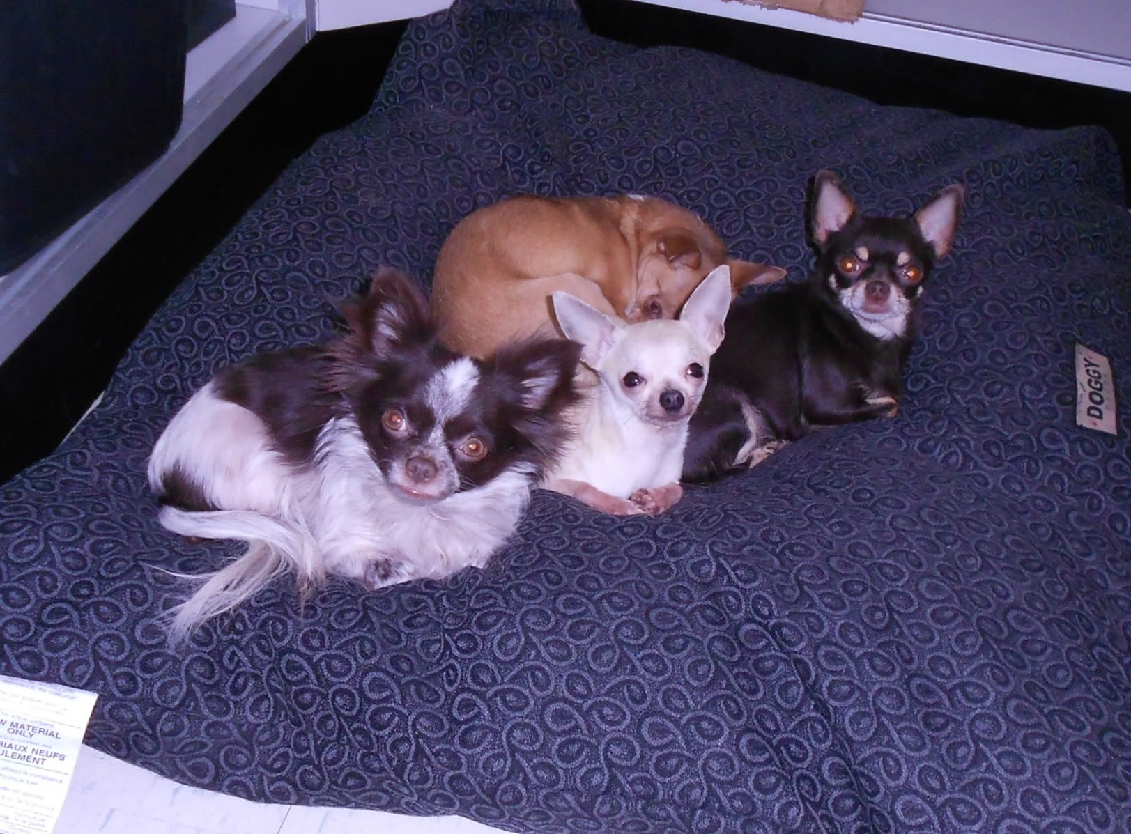 Arcreya Reg'd Chihuahuas