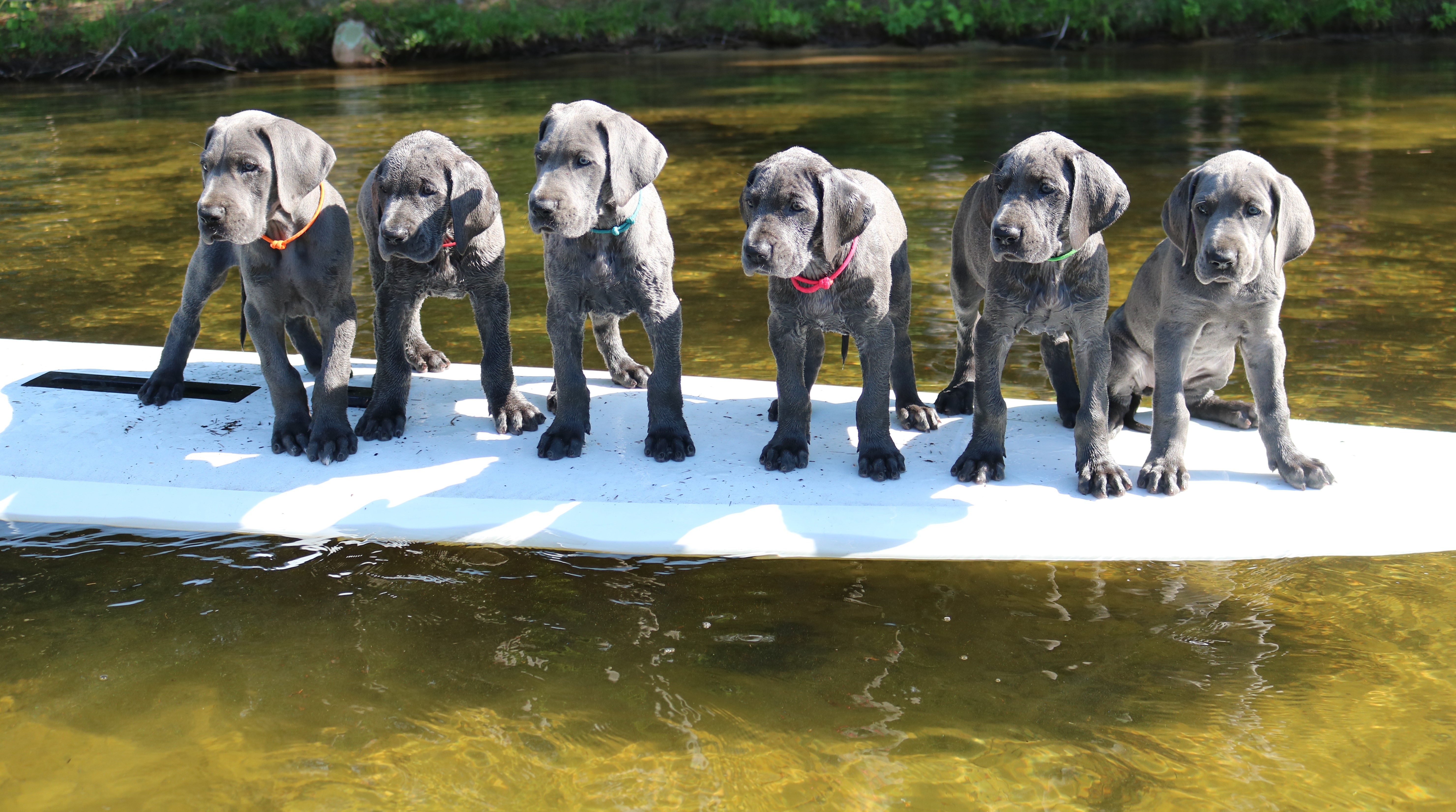 Meridian Great Danes