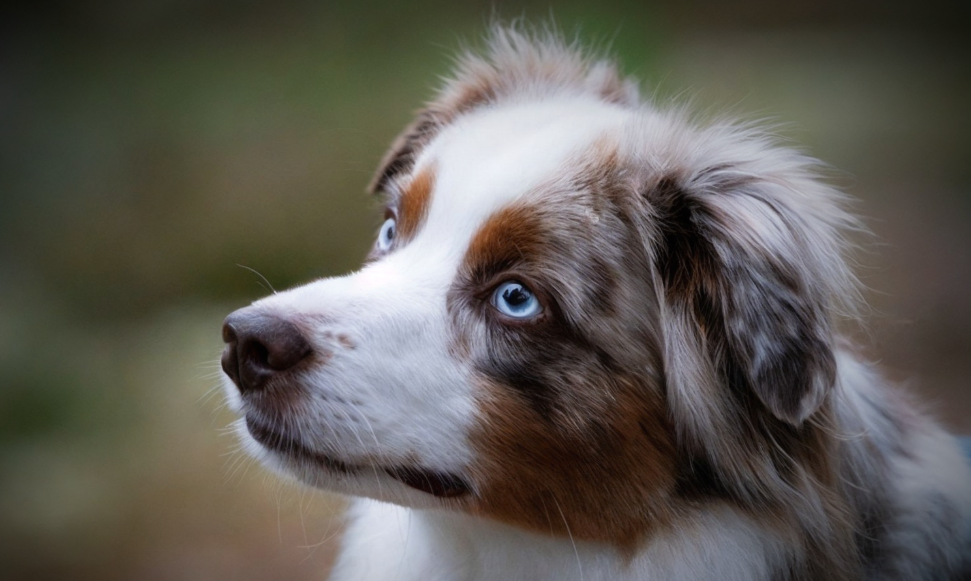 Gellert Kennel