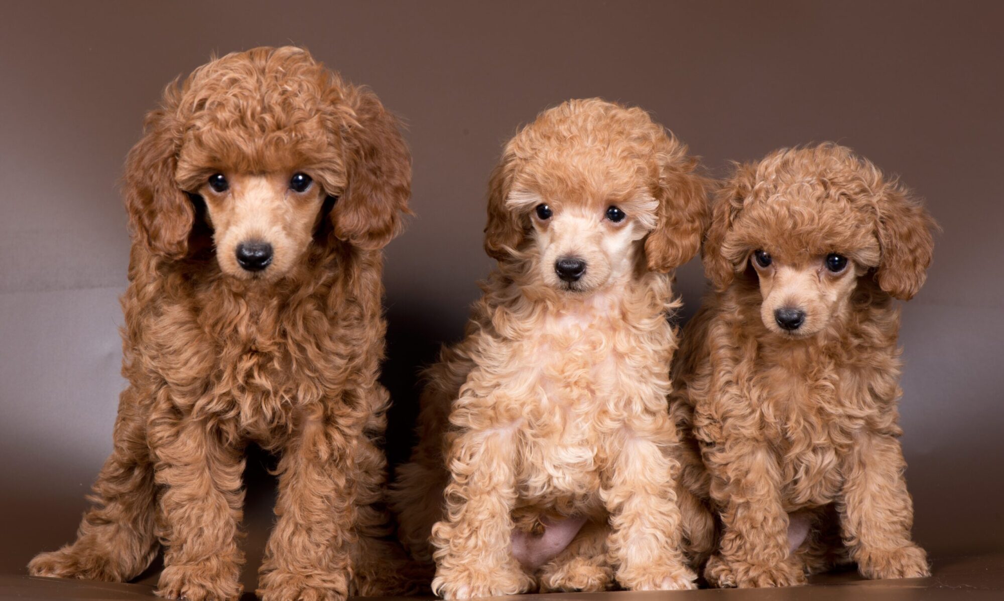 Gellert Kennel