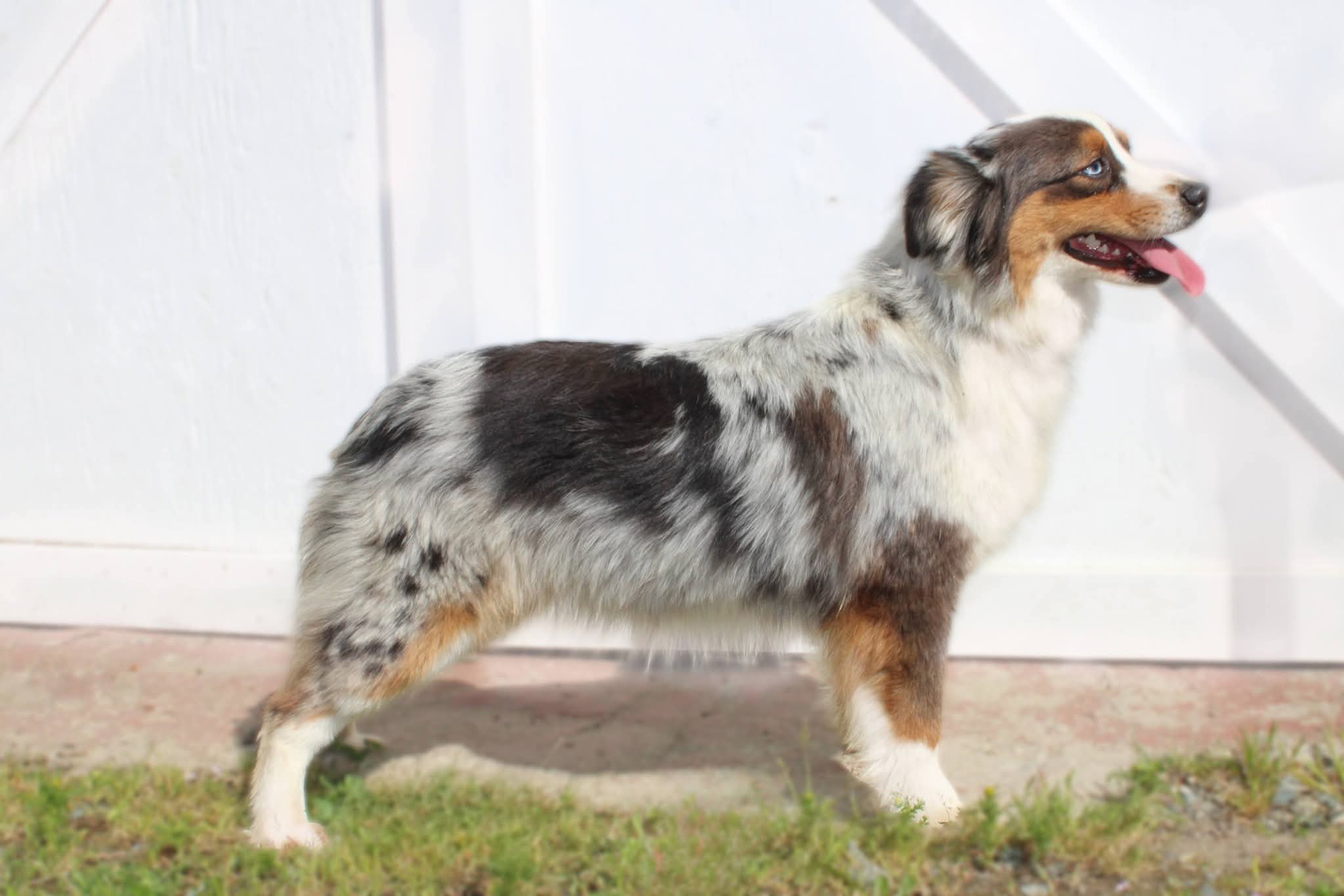 Gellert Kennel