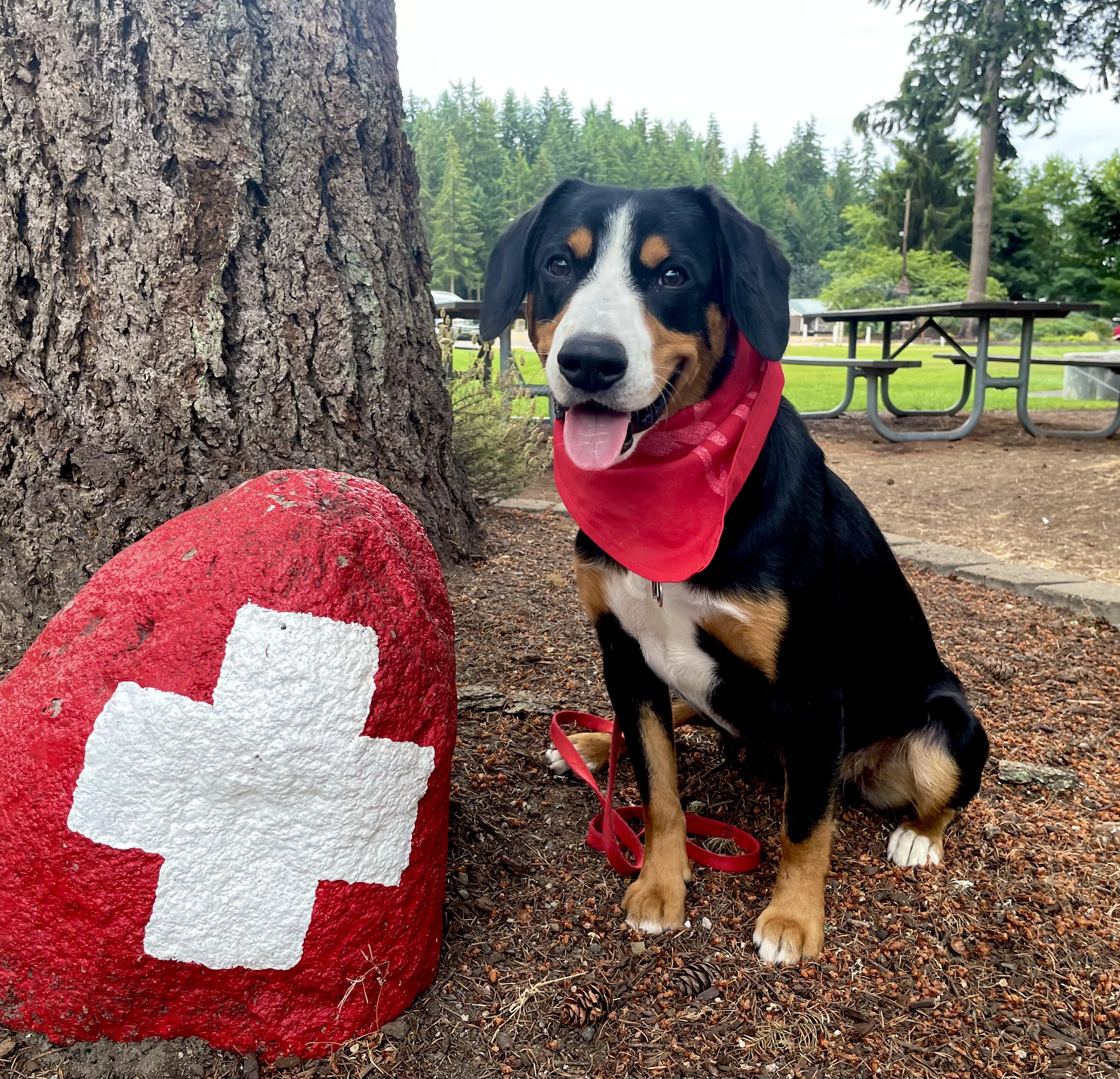 Rocky Mountain Entlebucher Sires