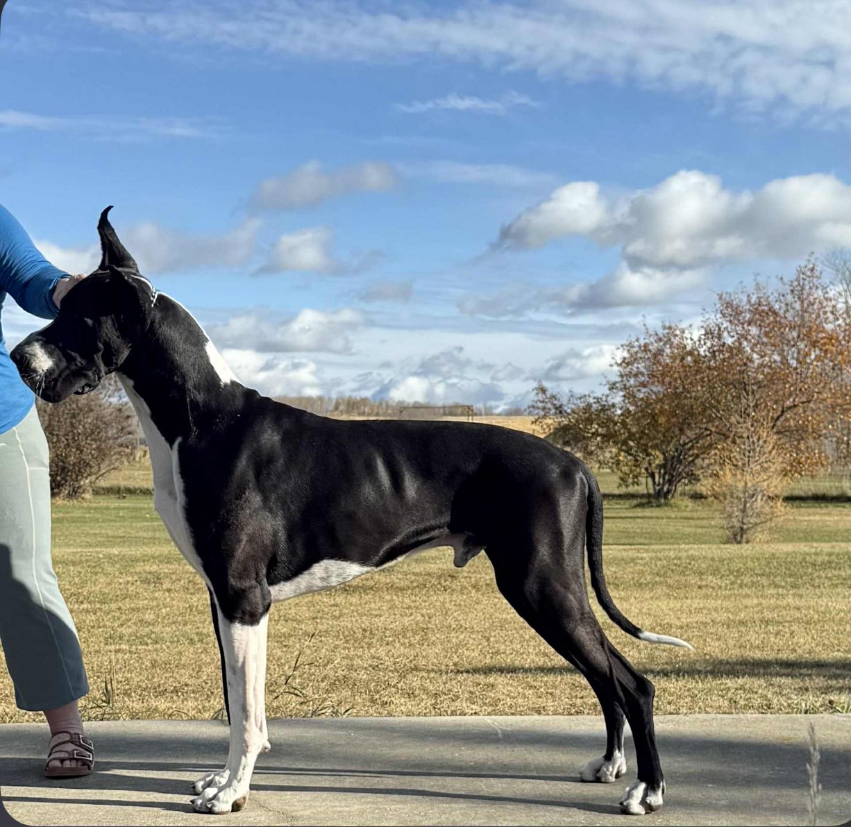 Cilka Great Danes