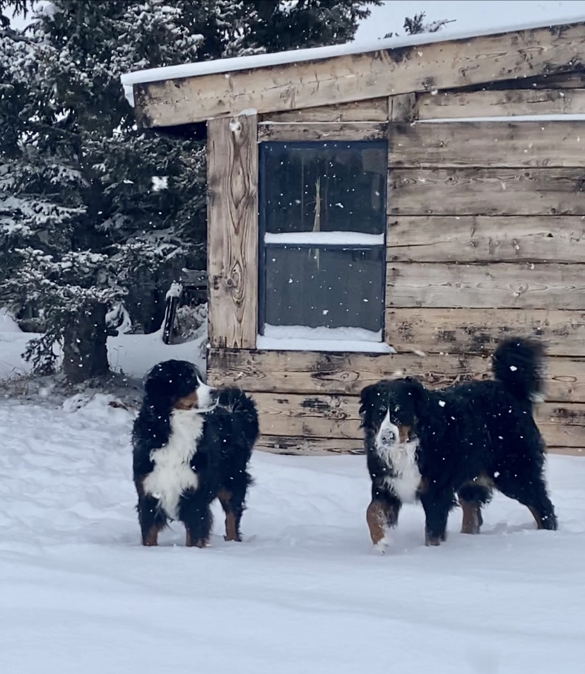 MonDia Bernese