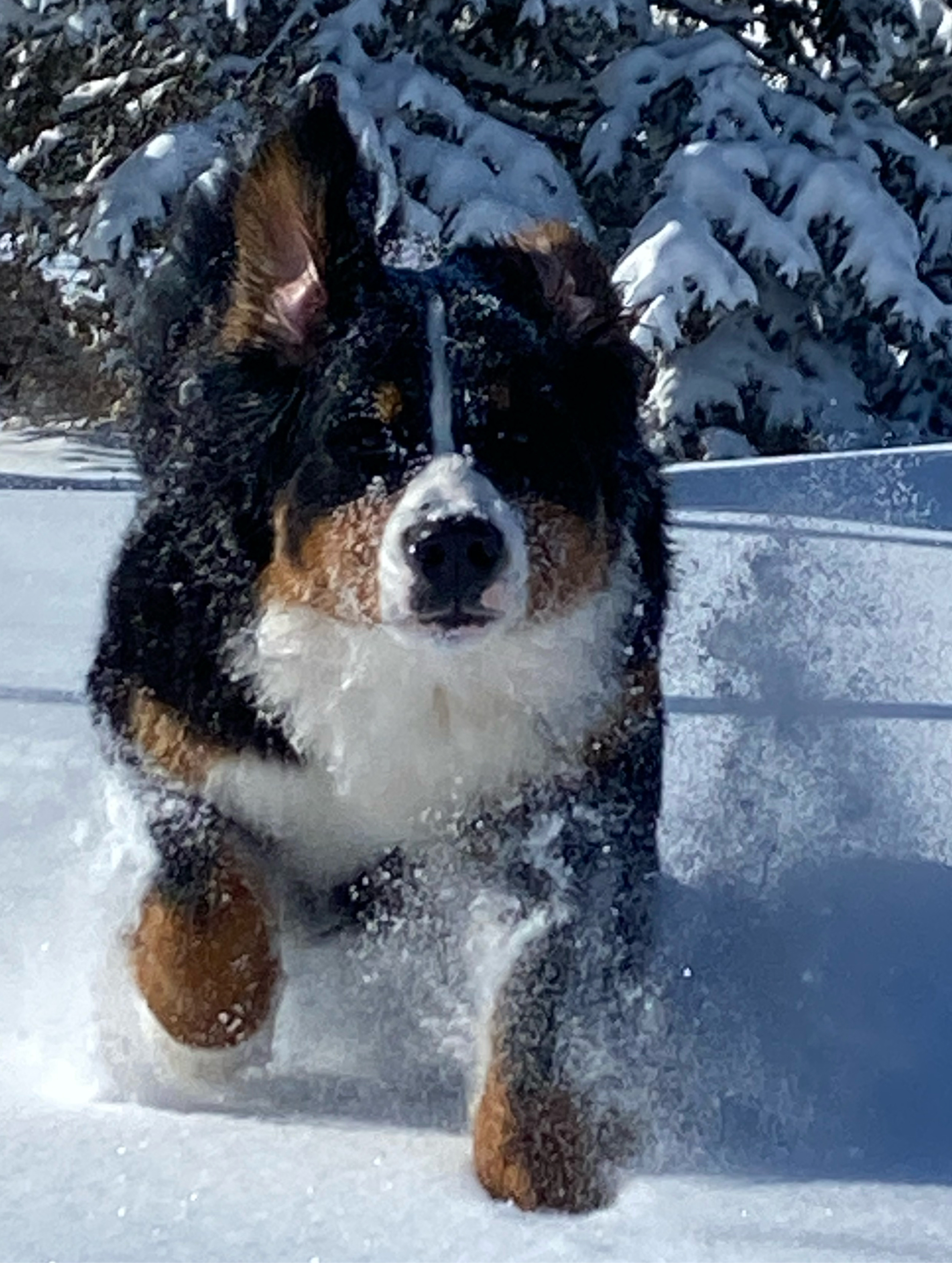 MonDia Bernese