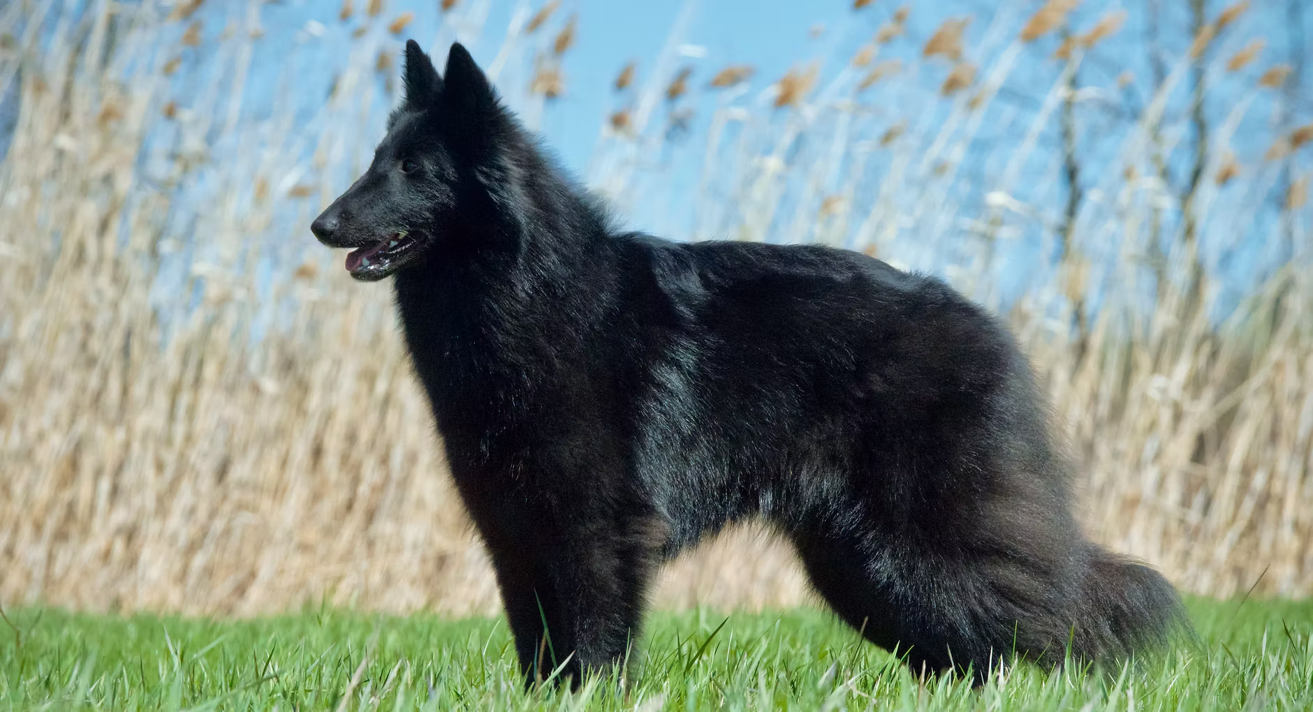 LÉGENDE NOIRE KENNEL