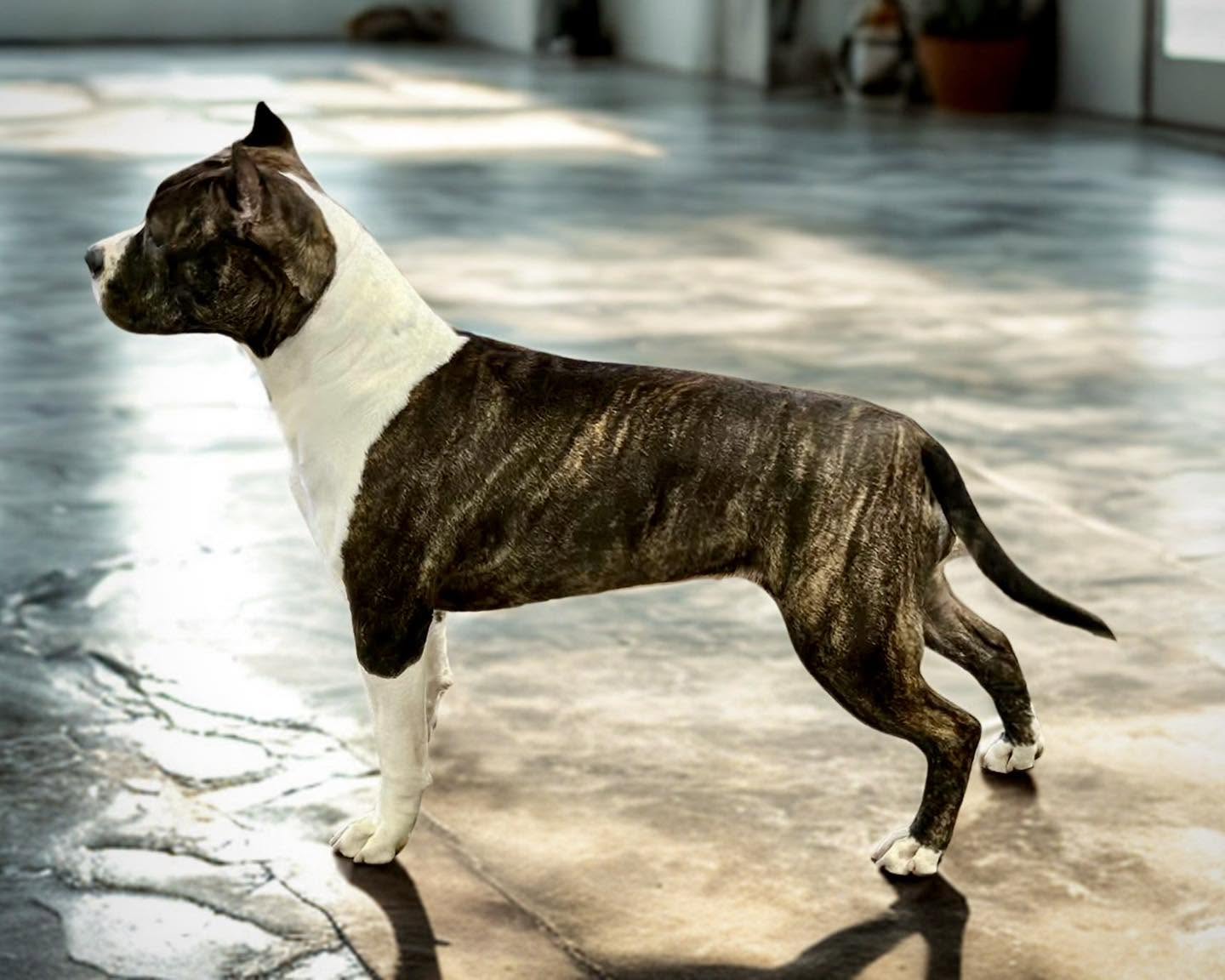 Highwood Kennel
