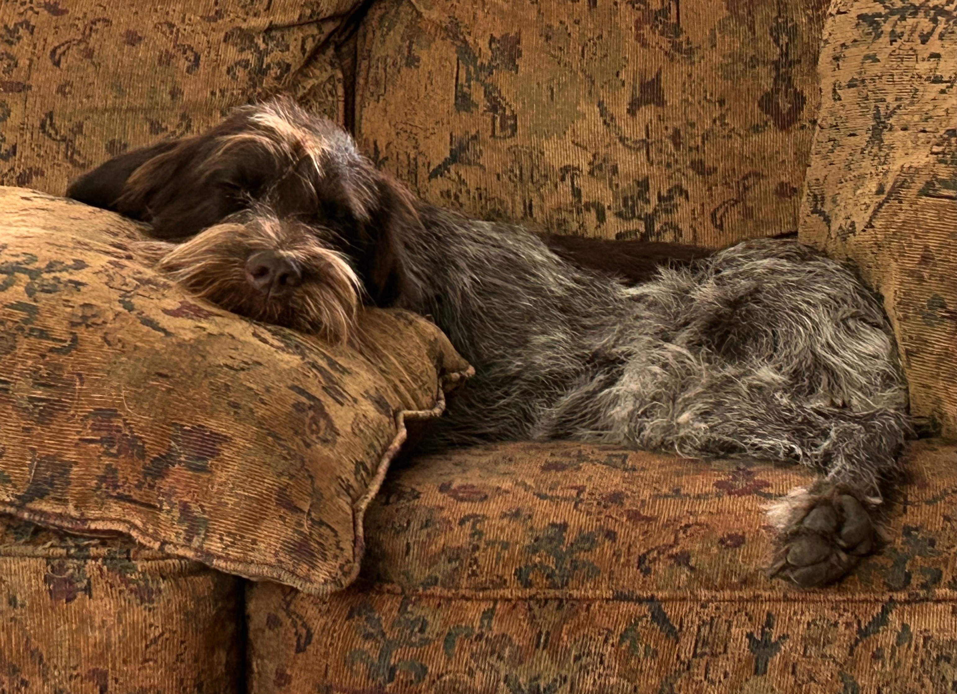 Biscuit Eater Griffons 7