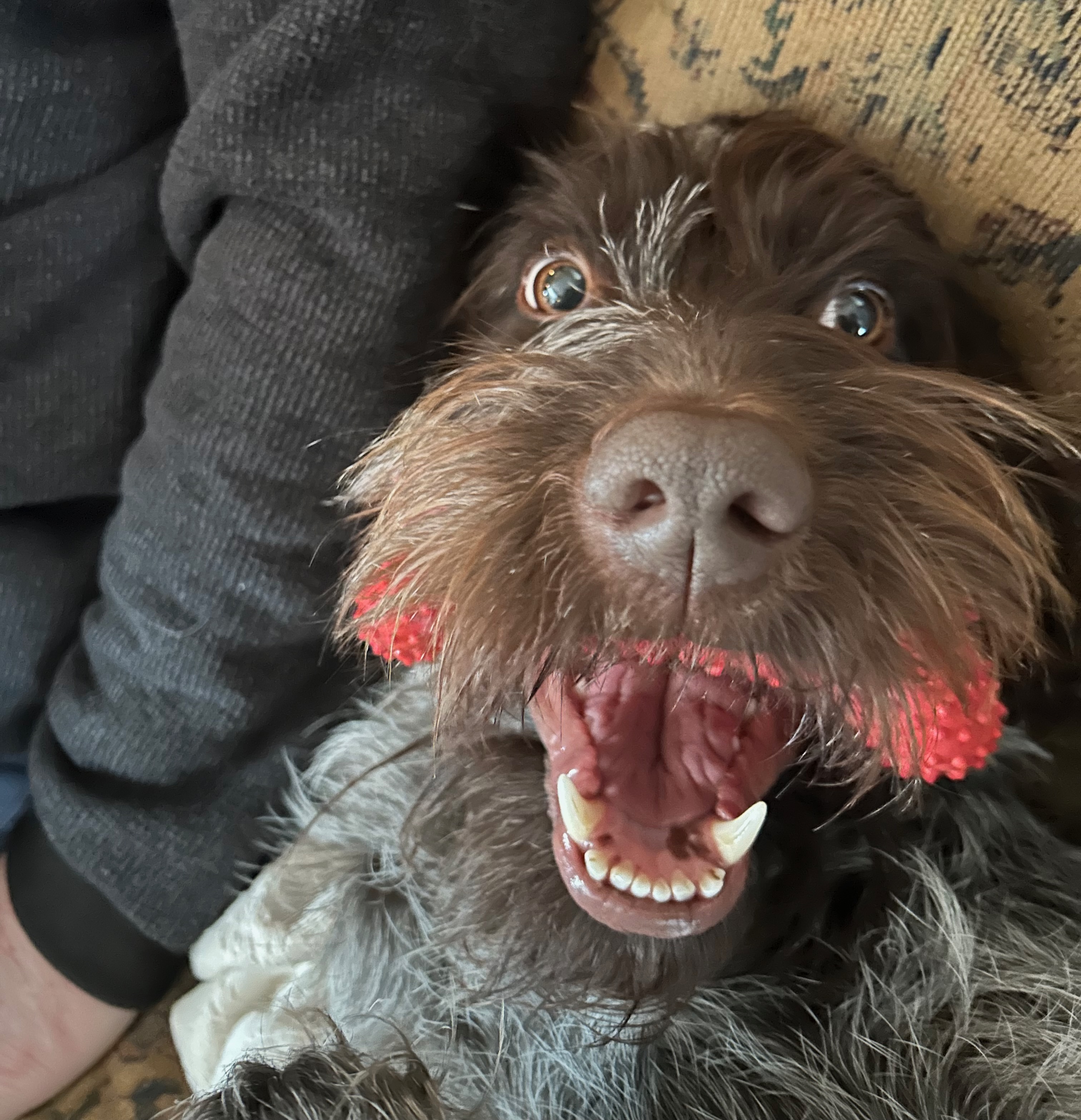 Biscuit Eater Griffons 8