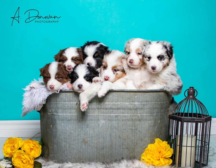 Luxlight Australian Shepherds