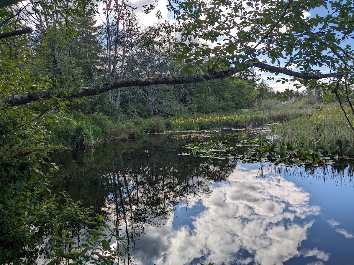Diver Lake Park
