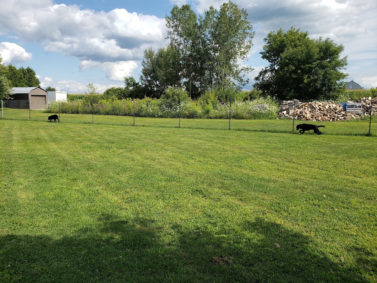 Country Canines Play Park Metcalfe