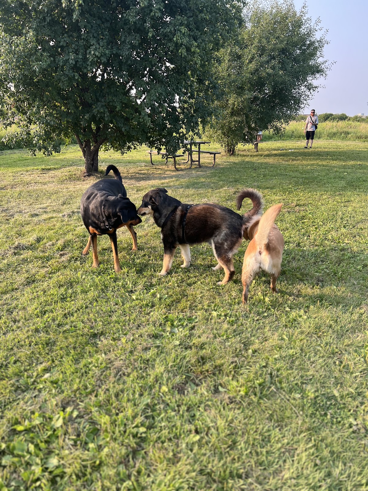Caledon Leash-Free Dog Park