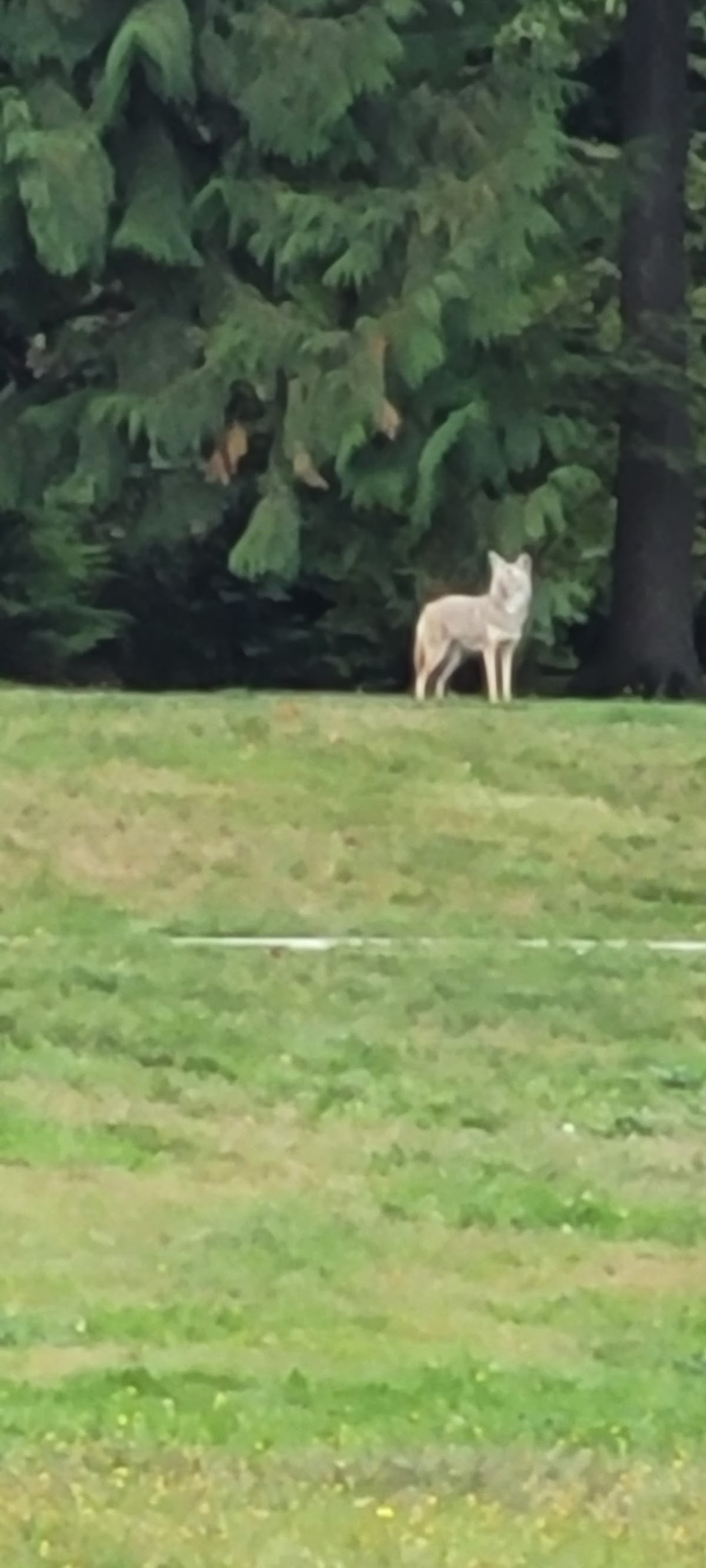 Chelsea Park Off-Leash Dog Area