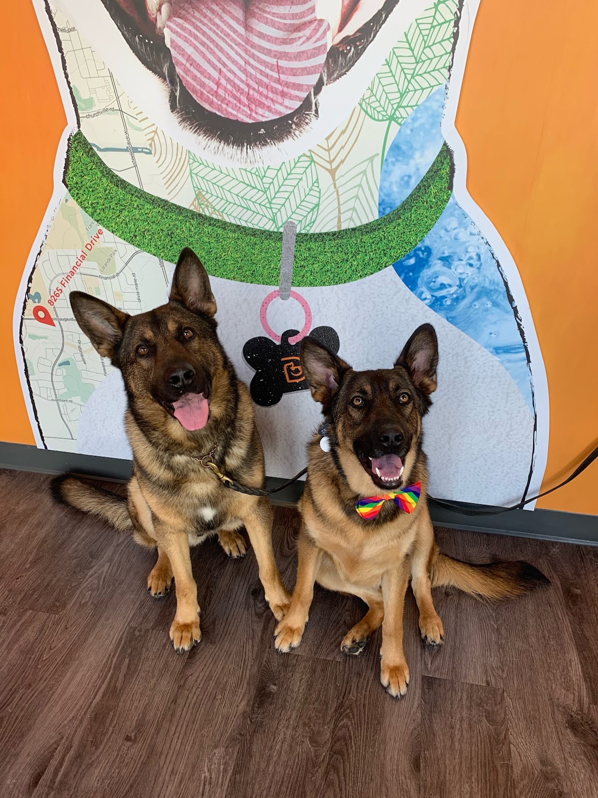 Dogtopia of Lionhead