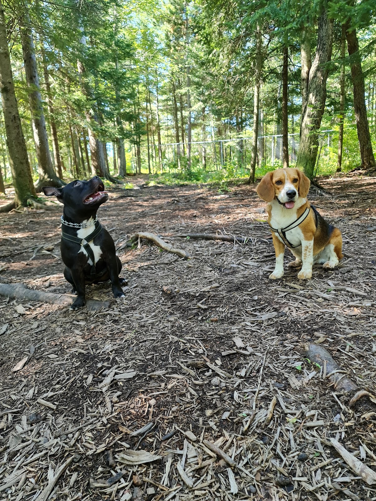 Centennial Park Dog Park