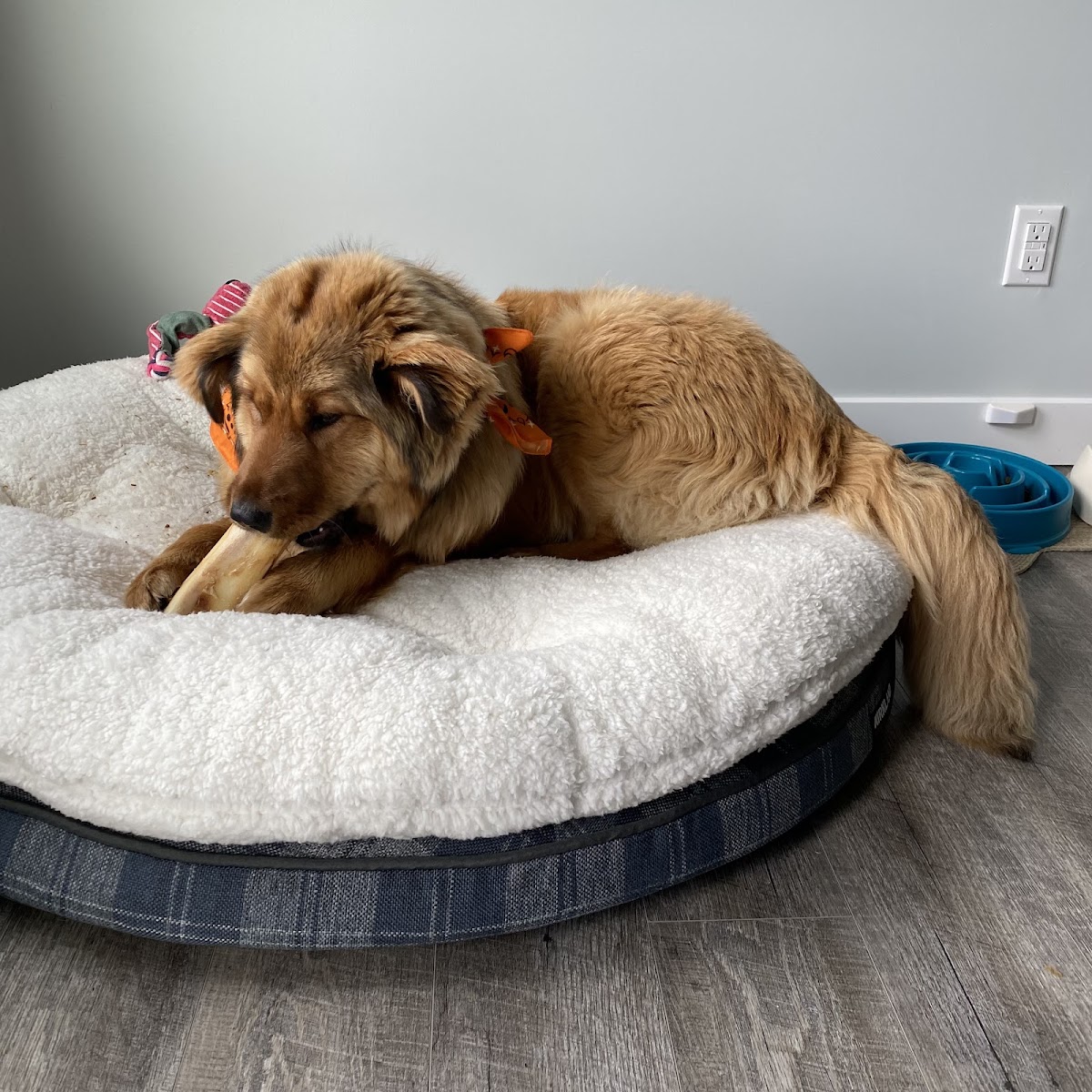 Pembina Valley Humane Society