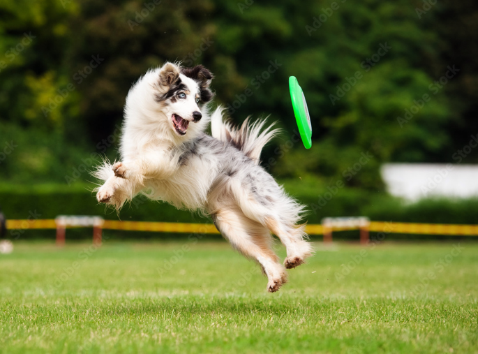 City Park Off Leash Dog Park