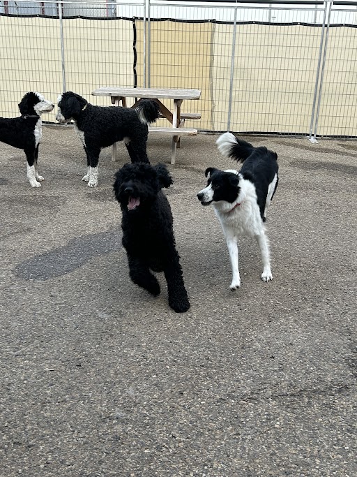 Bark Park Red Deer Riverside