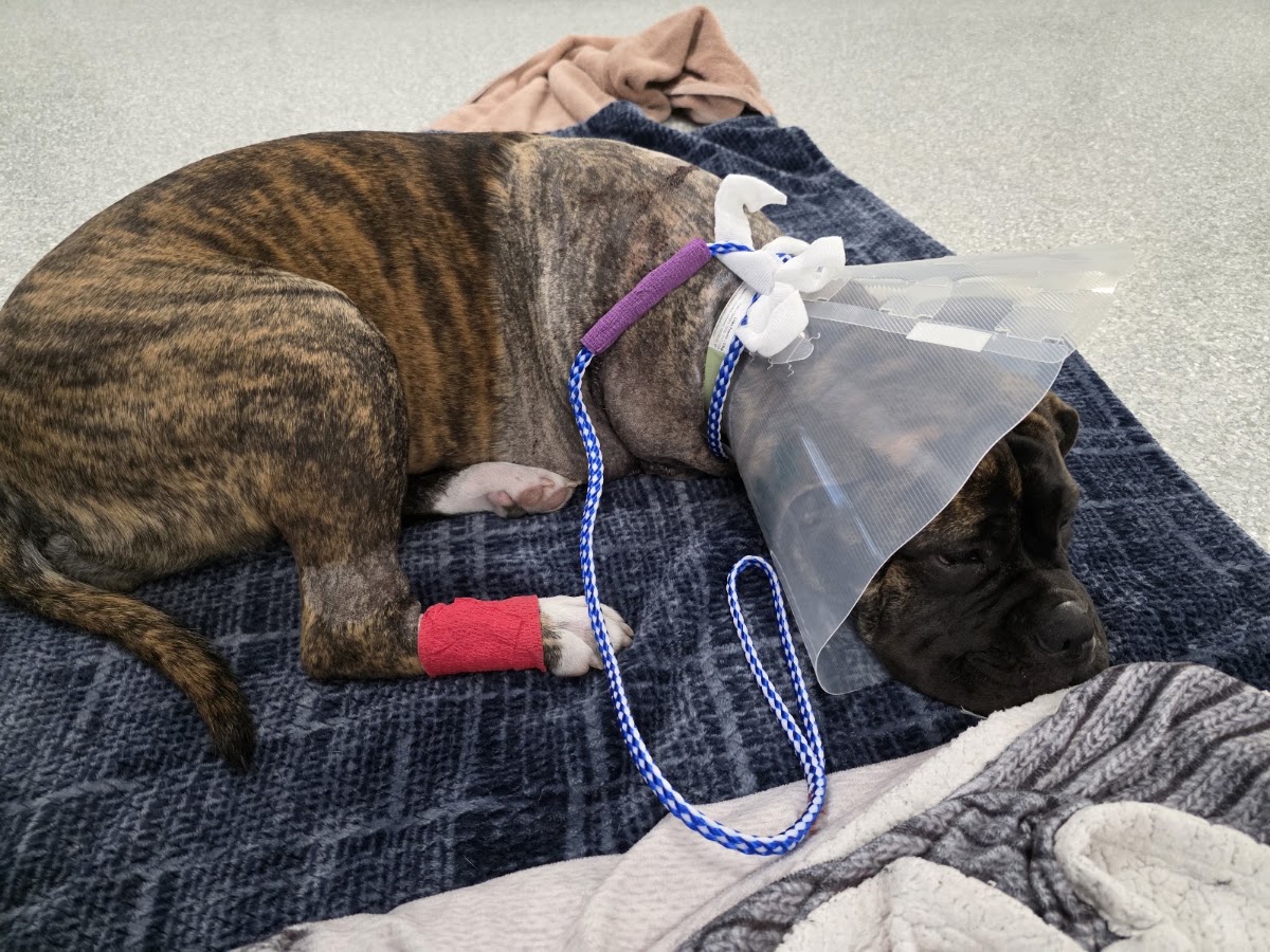 Capital City Emergency Veterinary Hospital