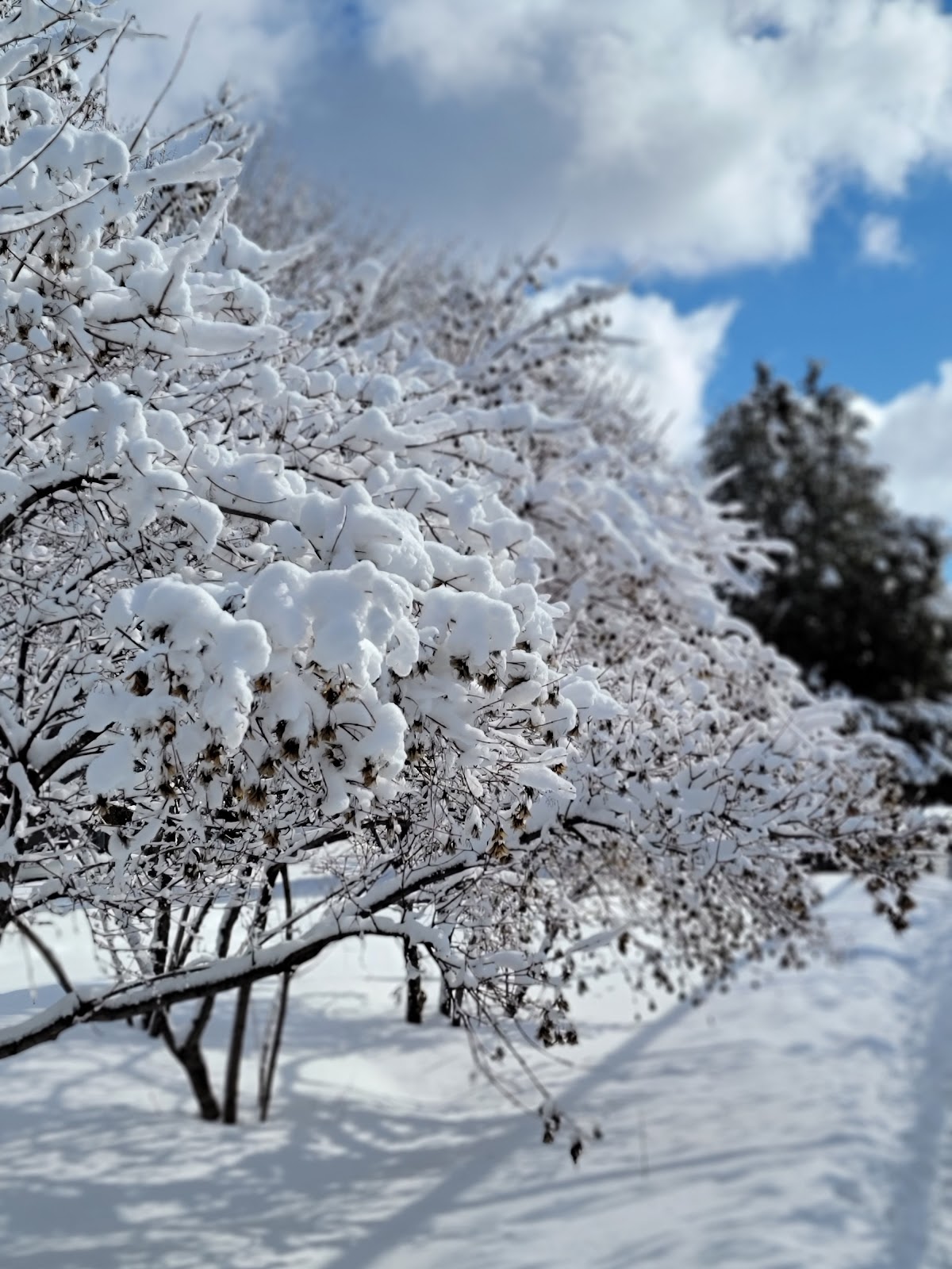 Beaubien Park