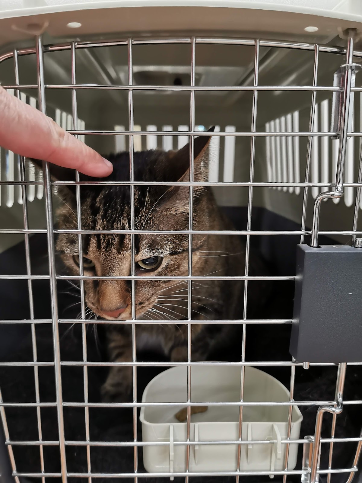 Animal Services