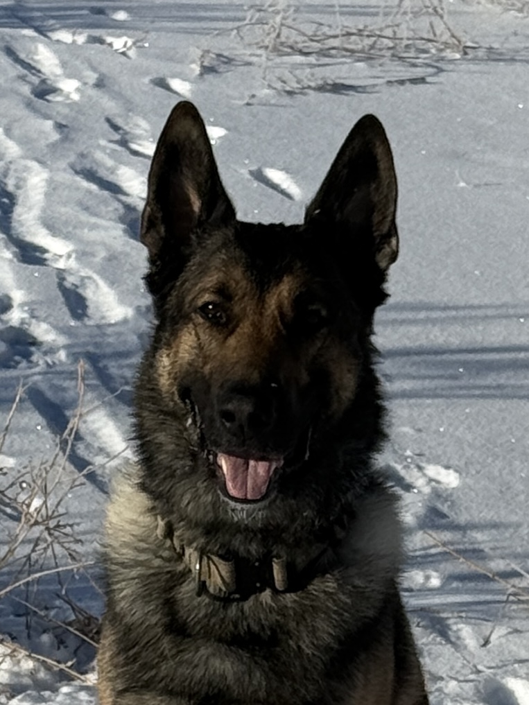 Complete Canine Training Regina
