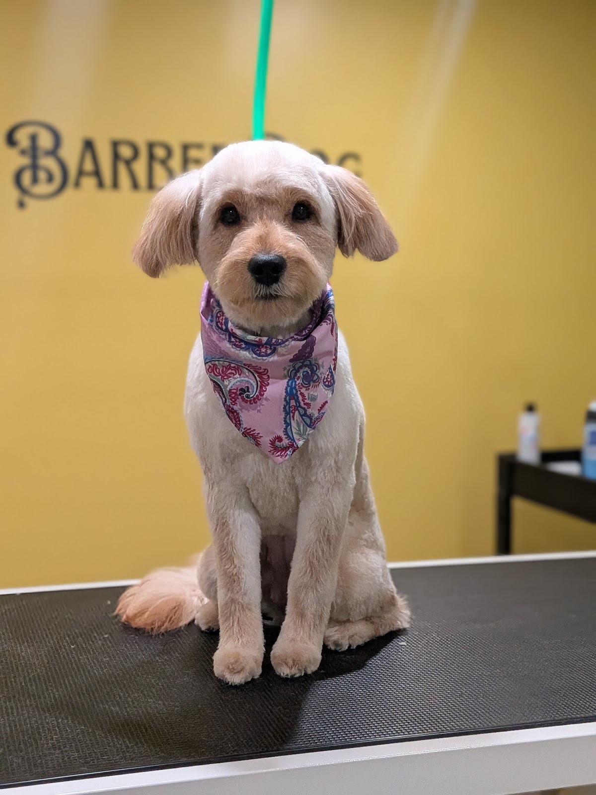 BarberDog - dog grooming