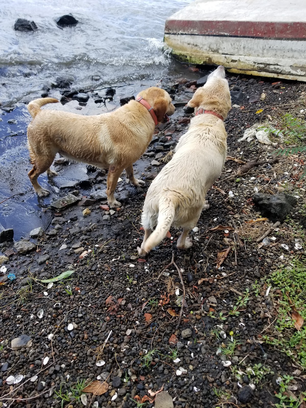 Dragonluck Kennels