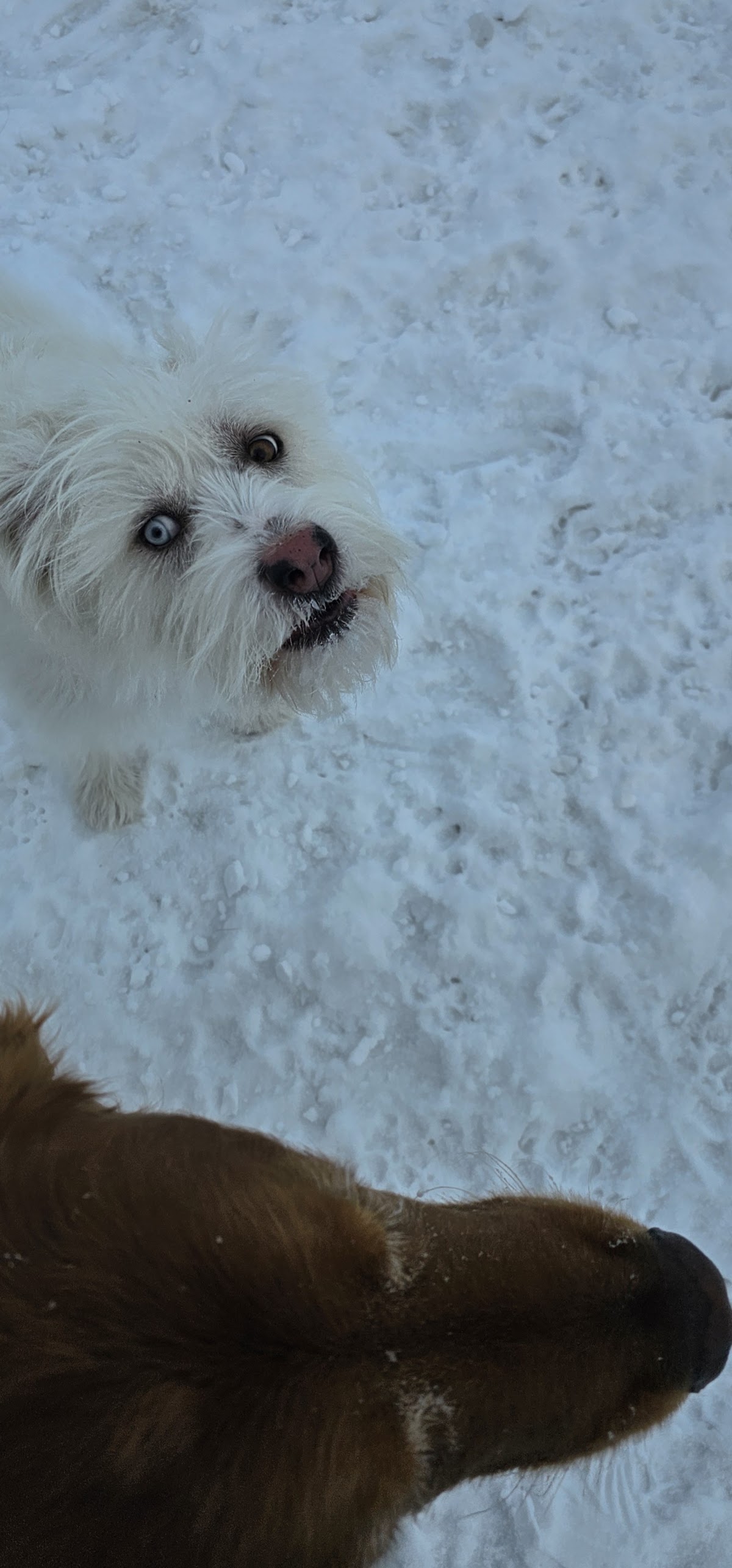 East End Dog Park
