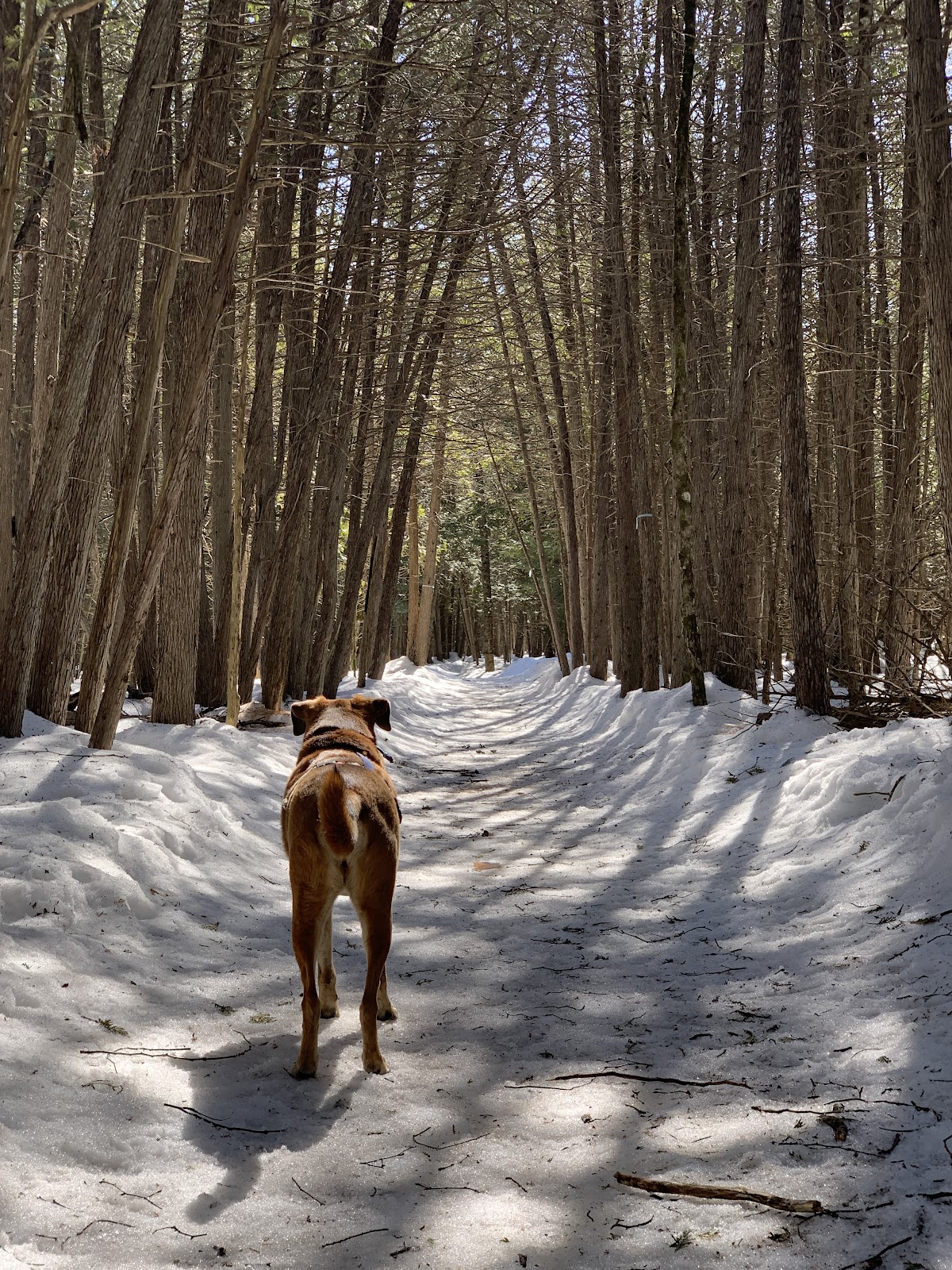 Barkwood Forest by Boogity Dog Walking